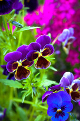 Beautiful colorful violet pansies or Viola flowers,  blooming in ornamental garden,  blurred background, selective focus, close-up.