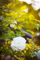 White Viburnum  in the shape of balls bush, blooming green shrub ornamental garden