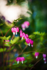 Magnificent Dicentra, the magnificent heart flower, Lamprocapnos spectabilis or Dicentra spectabilis, blooming in ornamental garden,  blurred background, selective focus, close-up.