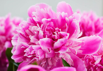 Close up of pink purple peony flowers
