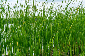 Green water grass on the lake.