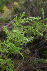 Palhinhaea cernua, synonym Lycopodiella cernua and Lycopodium cernuum, is a plant in the family Lycopodiaceae, commonly known as the staghorn clubmoss. The Hawaiian name for the plant is wāwaeʻiole, o