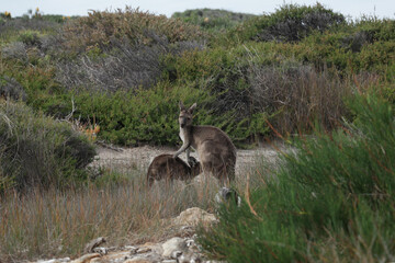 Western grey kangaroos (Macrocarpus fuliginosus) with joey feeding on grass in Natural habitat, Western Australia, Australia