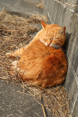 Cat on the Cat Island or Aoshima Island, Ehime