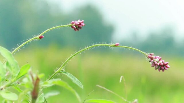 Persicaria orientalis plant with vibrant green leaves growing in natural outdoor environment useful for botanical research and garden visuals
