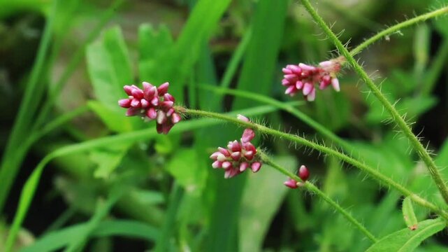 Persicaria orientalis plant with vibrant green leaves growing in natural outdoor environment useful for botanical research and garden visuals
