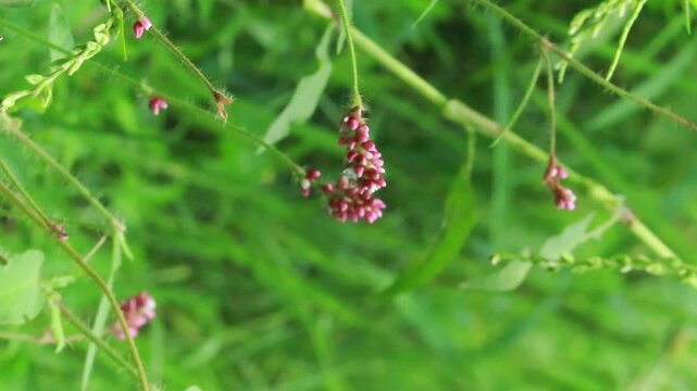 Persicaria orientalis plant with vibrant green leaves growing in natural outdoor environment useful for botanical research and garden visuals
