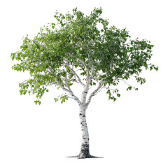 Isolated birch tree with green leaves