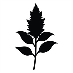 Elegant Amaranth Flower and Leaves Black Silhouette on White Background