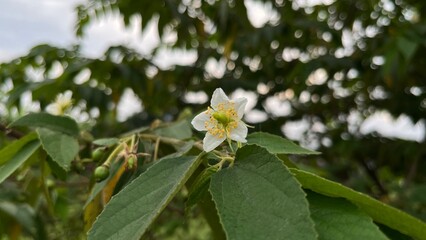 yellow flowers of a plant