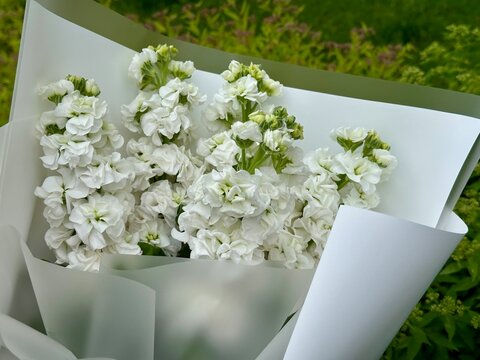 Bouquet of fresh white matthiola flowers