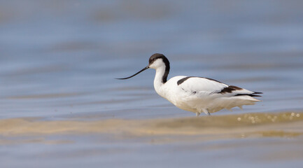 Pied avocet - feeding on the shore of lagoon in the cloud of mosquitoes