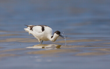 Pied avocet - feeding on the shore of lagoon in the cloud of mosquitoes