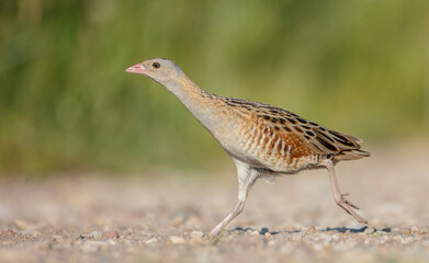 Corn crake - male bird at a meadow in the beginning of the summer