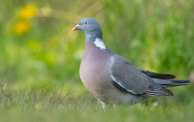 Common wood pigeon - in a city park in spring 