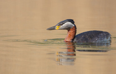 Red-necked grebe at the small lake in spring