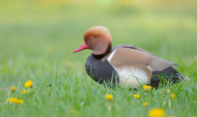 Red-crested pochard - male bird at a small pond in spring