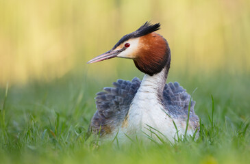 Great Crested Grebe in spring
