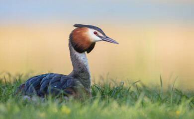 Great Crested Grebe in spring