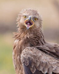 Lesser spotted eagle - female in spring