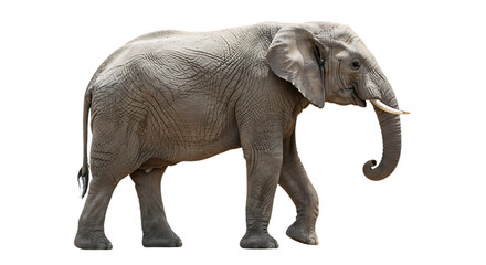Fototapeta premium A stunning side view of a majestic elephant, with its tusks, walking isolated against a clean background.