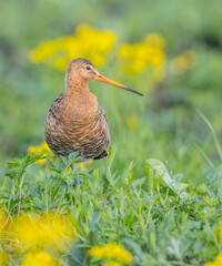 Naklejka premium The black-tailed godwit - adult bird at a wet fields in late spring