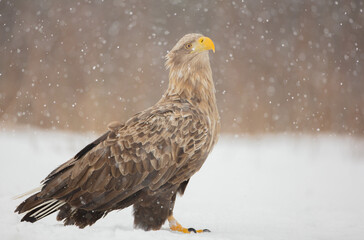The white-tailed eagle - adult male - in early spring at the wet forest during the snowstorm