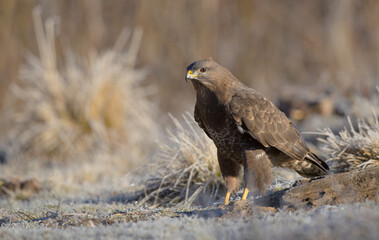Common Buzzard in spring at a wet forest