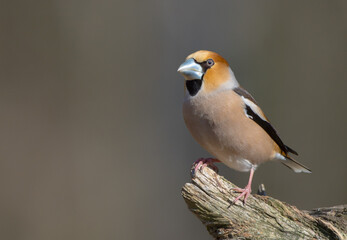 The hawfinch - male in spring at a wet forest