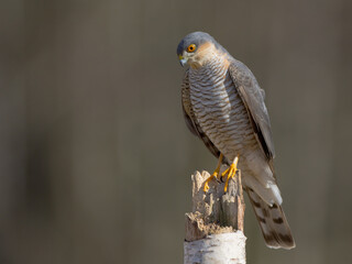 Eurasian Sparrowhawk - adult male at the wet forest in spring