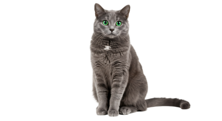 A stunning gray cat with vibrant green eyes looks directly at the camera in a portrait.