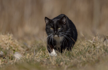Domestic black and white cat on the hunt 