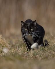 Domestic black and white cat on the hunt 