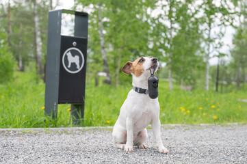 Adorable Dog with Waste Bag Ready for a Walk. 