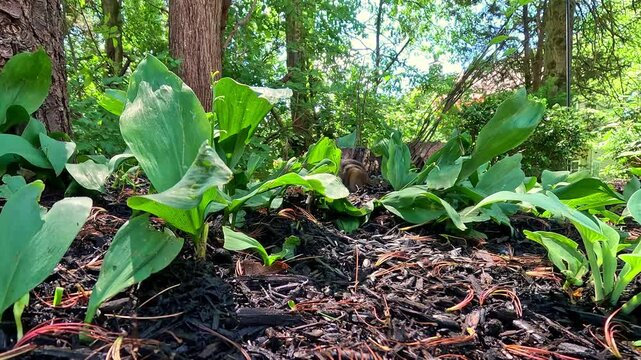 The Siskiyou chipmunk Neotamias siskiyou, beautiful striped rodent collects food in the forest in the suburbs of New Jersey, USA