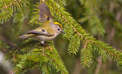 Goldcrest - male bird at forest in spring