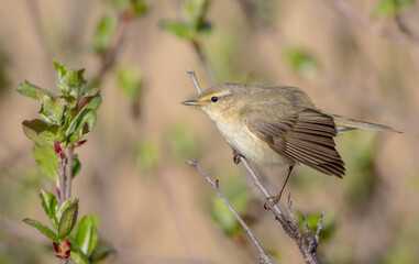 Fototapeta premium Common chiffchaff - in early spring at a wetland 