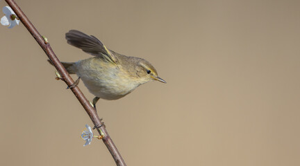 Common chiffchaff -  in early spring at a wetland 