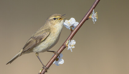 Common chiffchaff -  in early spring at a wetland 