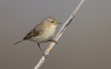 Common chiffchaff -  in early spring at a wetland 