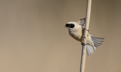 Eurasian Penduline Tit  at the wetland in spring © Simonas