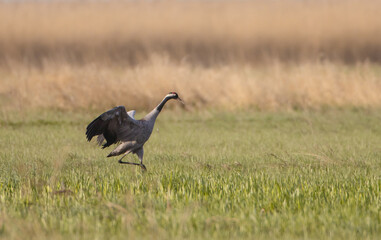 The common crane - male bird at a wetland in summer