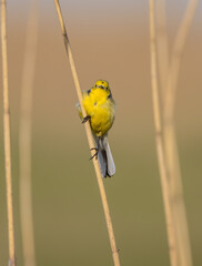 Citrine Wagtail - male bird at a wetland in spring