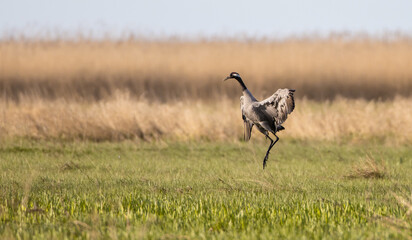 The common crane - male bird at a wetland in summer