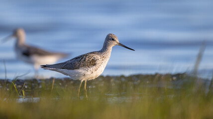 Common Greenshank feeding at a wetland in spring on a migration way