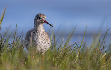 Common Redshank at a wetland on a spring migration way
