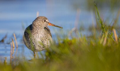Common Redshank at a wetland on a spring migration way