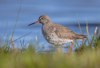 Common Redshank at a wetland on a spring migration way