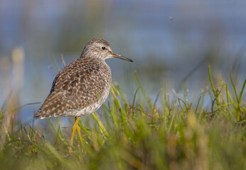 Wood Sandpiper  - in spring on the migration way at wetland