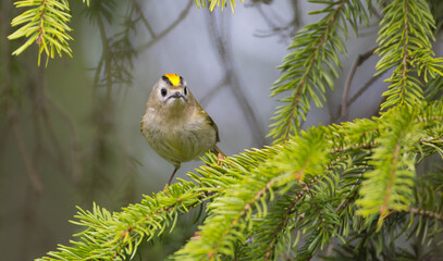 Goldcrest - male bird at forest in spring